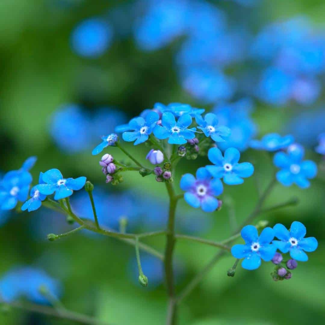 10_Brunnera_8_11zon