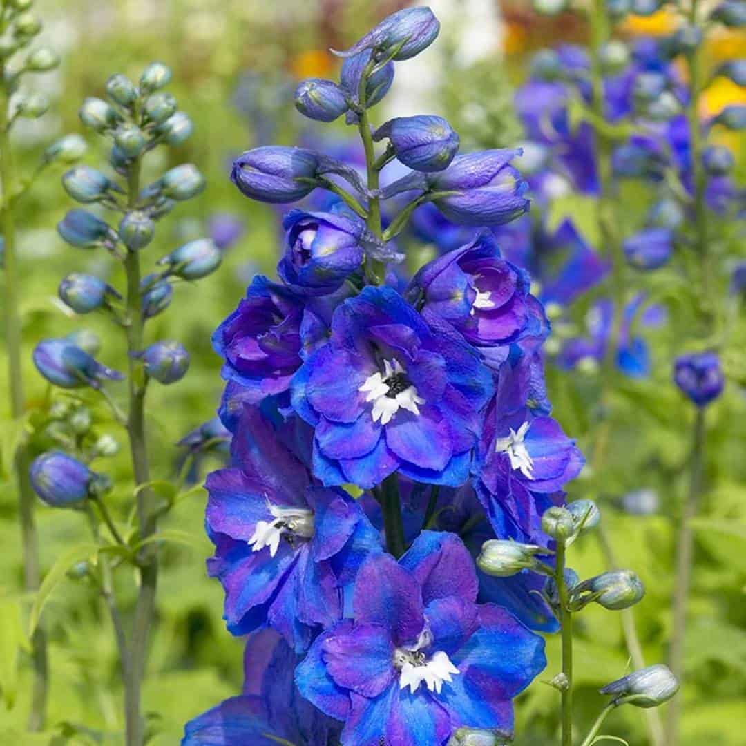 11_Delphinium_9_11zon