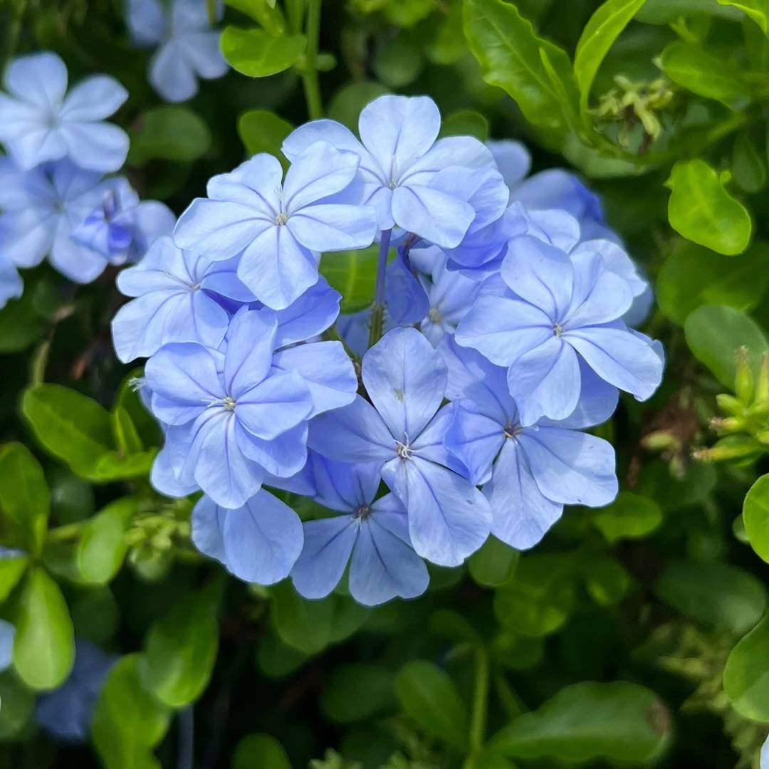 12_Plumbago_10_11zon