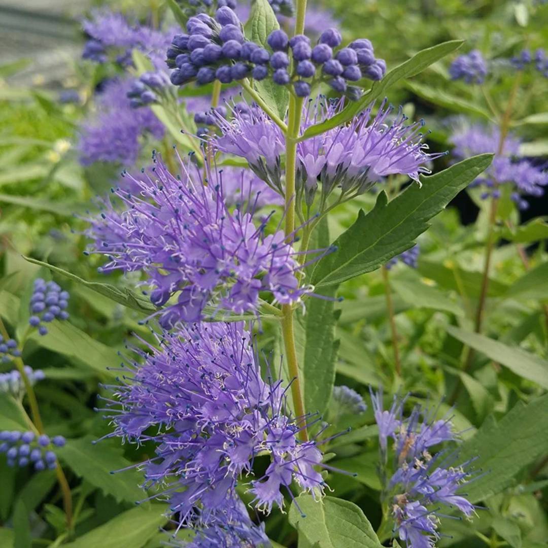 13_caryopteris_15_11zon