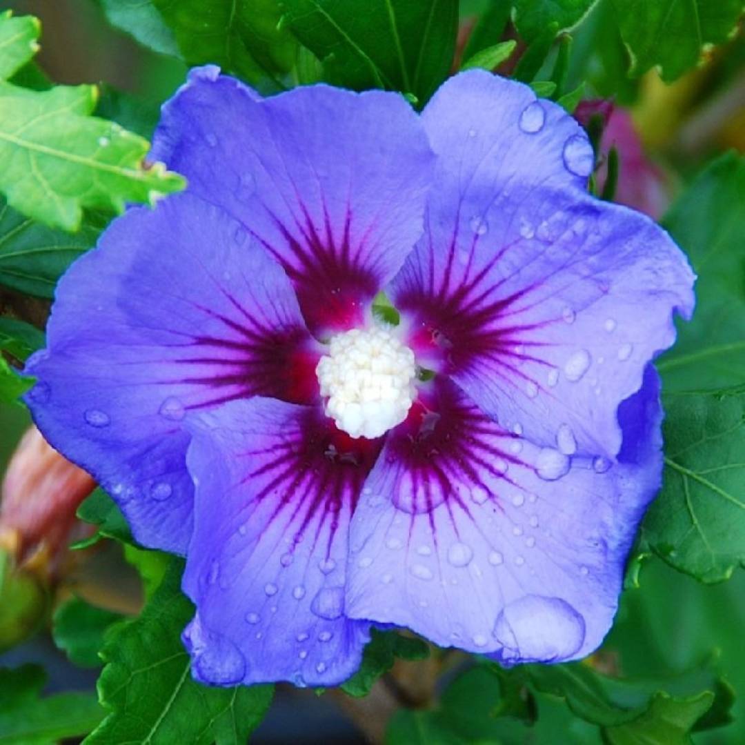 14_Hibiscus_syriacus_11_11zon