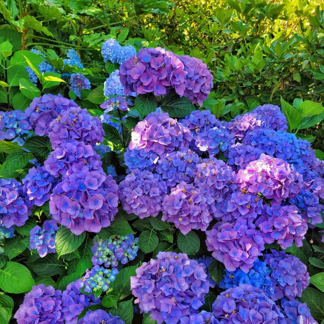 15_hydrangeas_12_11zon