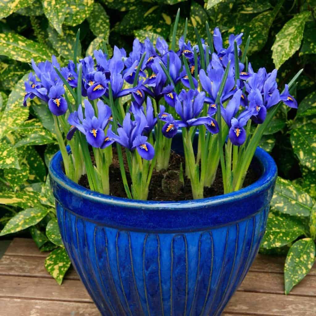 1_iris_reticulata_1_11zon