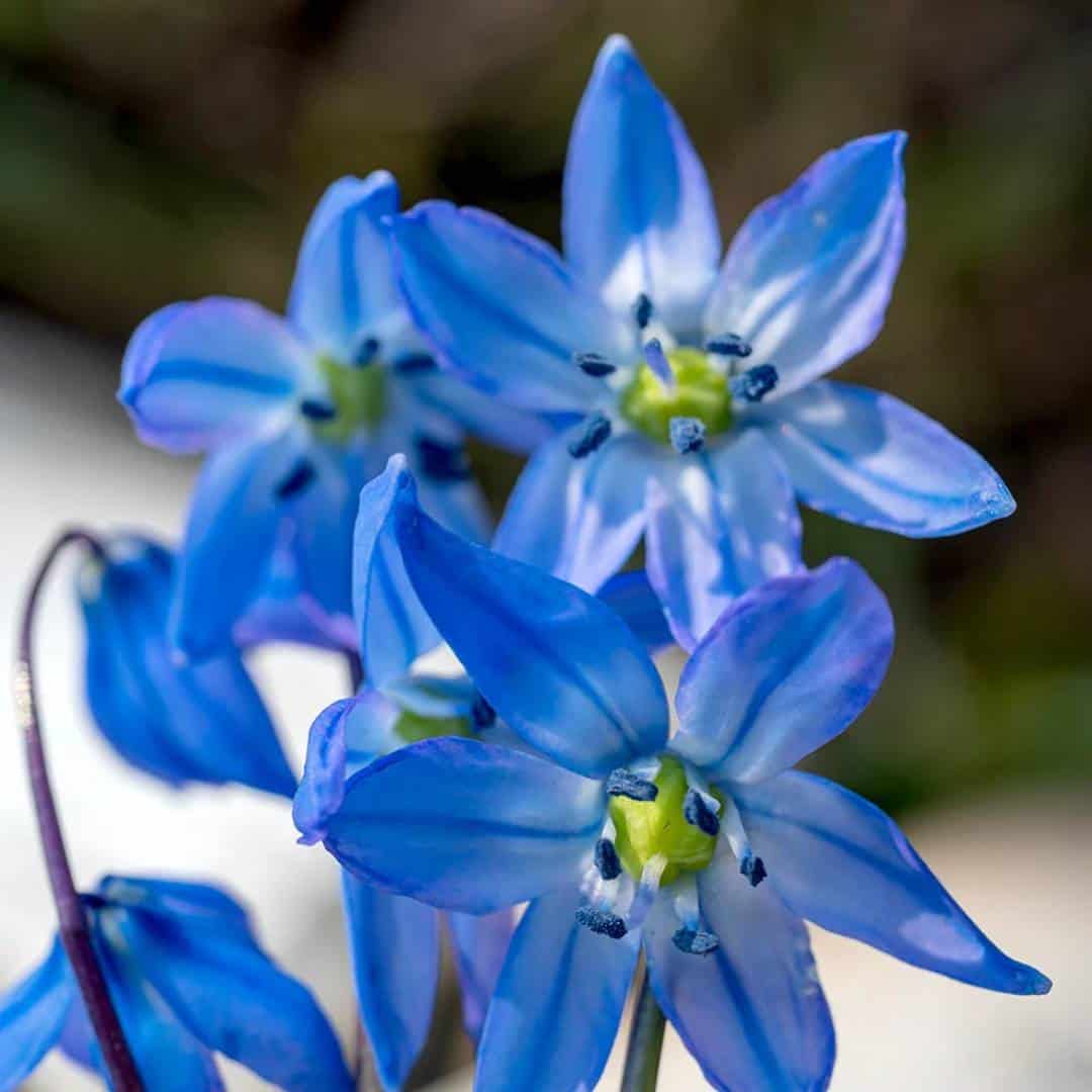 2_Scilla_Siberica_2_11zon
