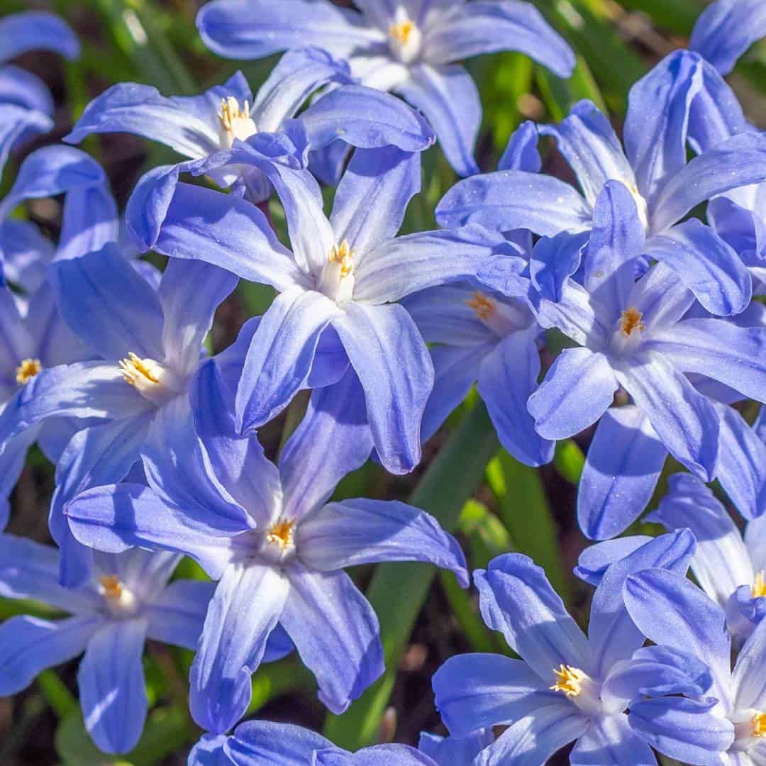 3_ Chionodoxa_13_11zon