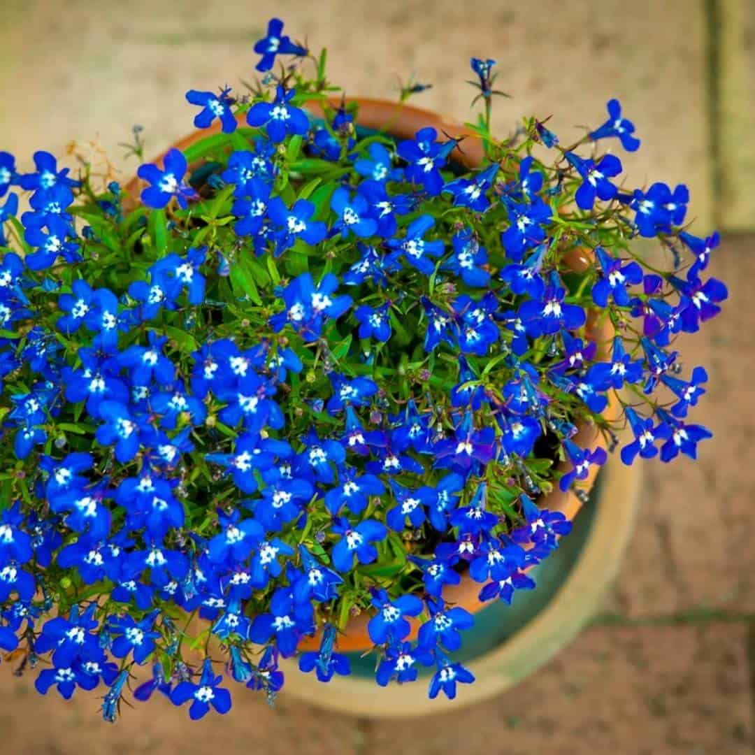 5_Lobelia_3_11zon