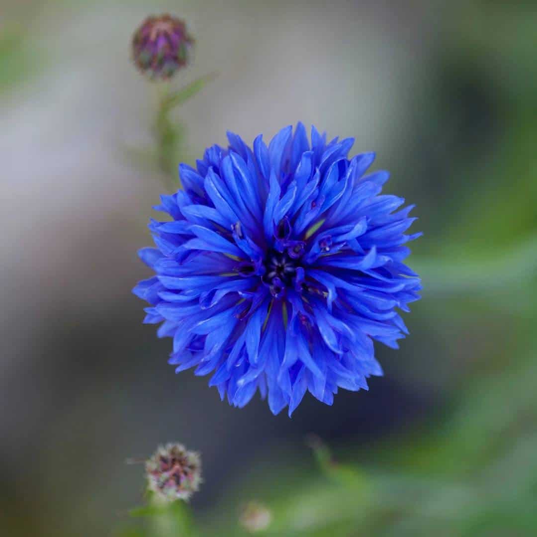 7_Cornflower_5_11zon