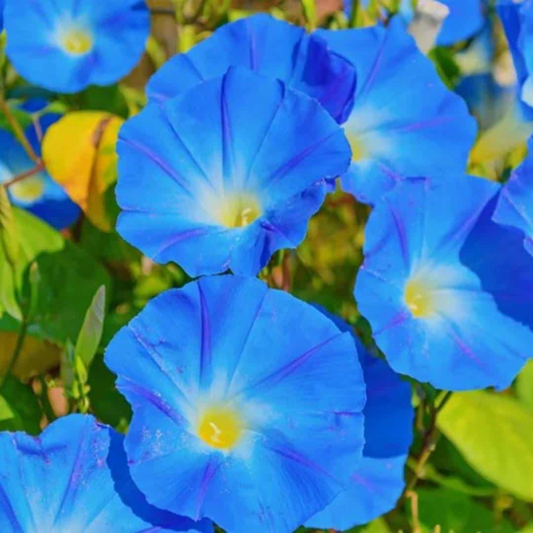8_morning_glory_6_11zon