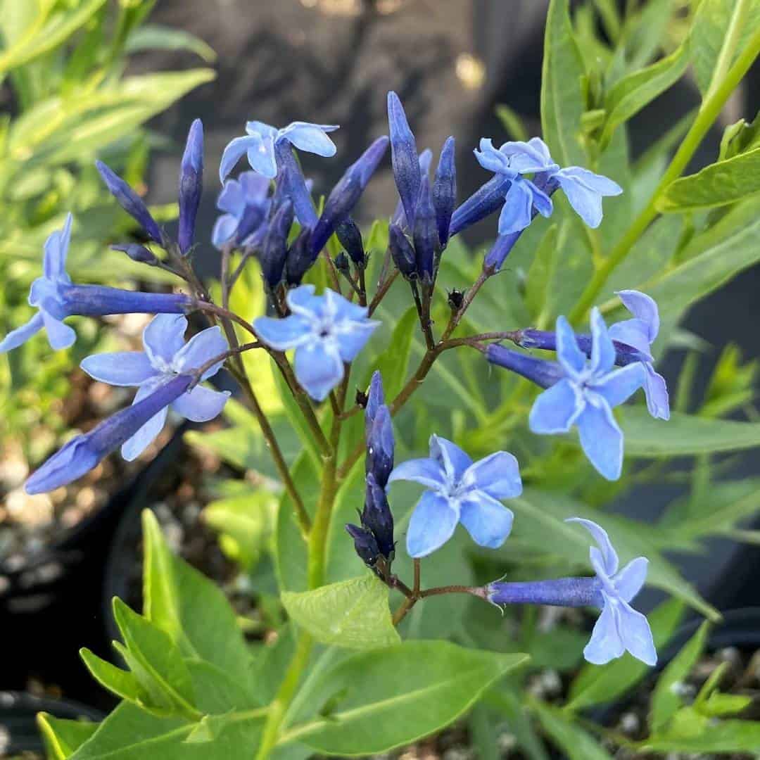 9_amsonia_blue_7_11zon