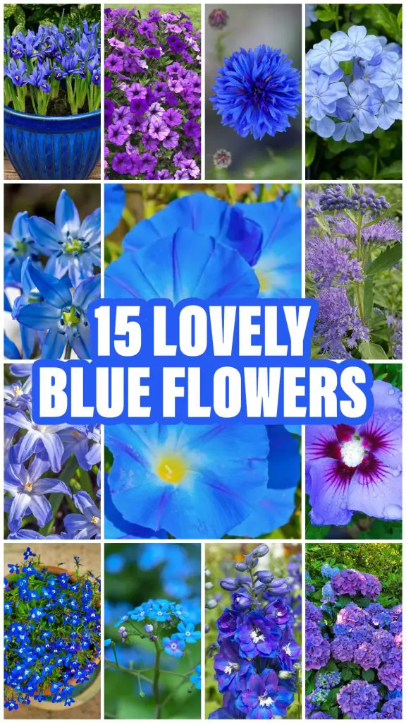 Blue flowers