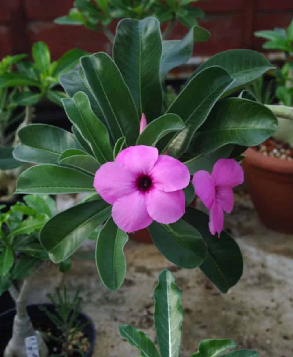 1-Adenium Boehmianum