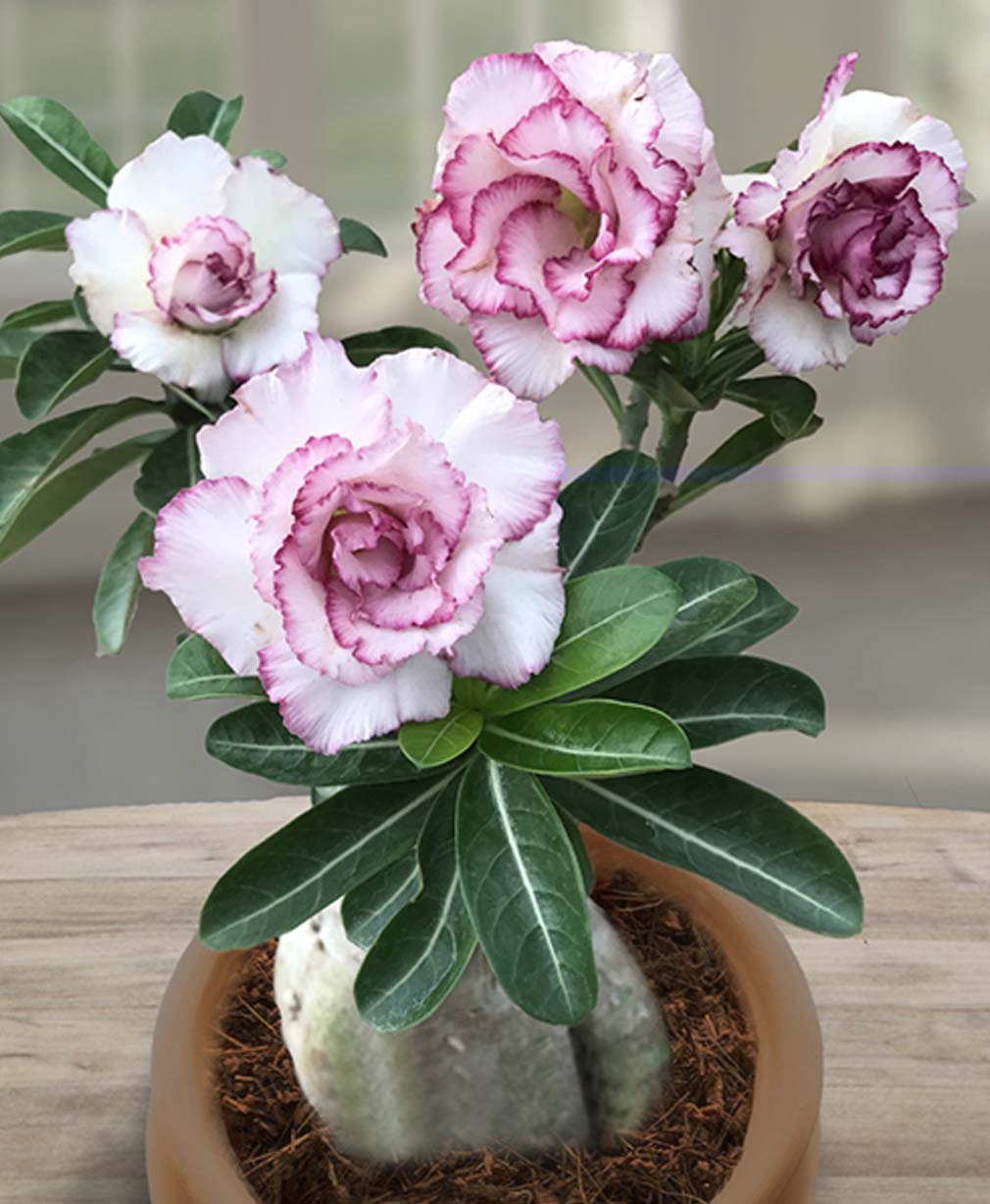 10-Adenium Carnation