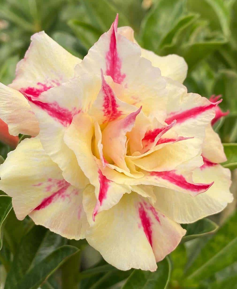 12-Adenium Golden Millionaire
