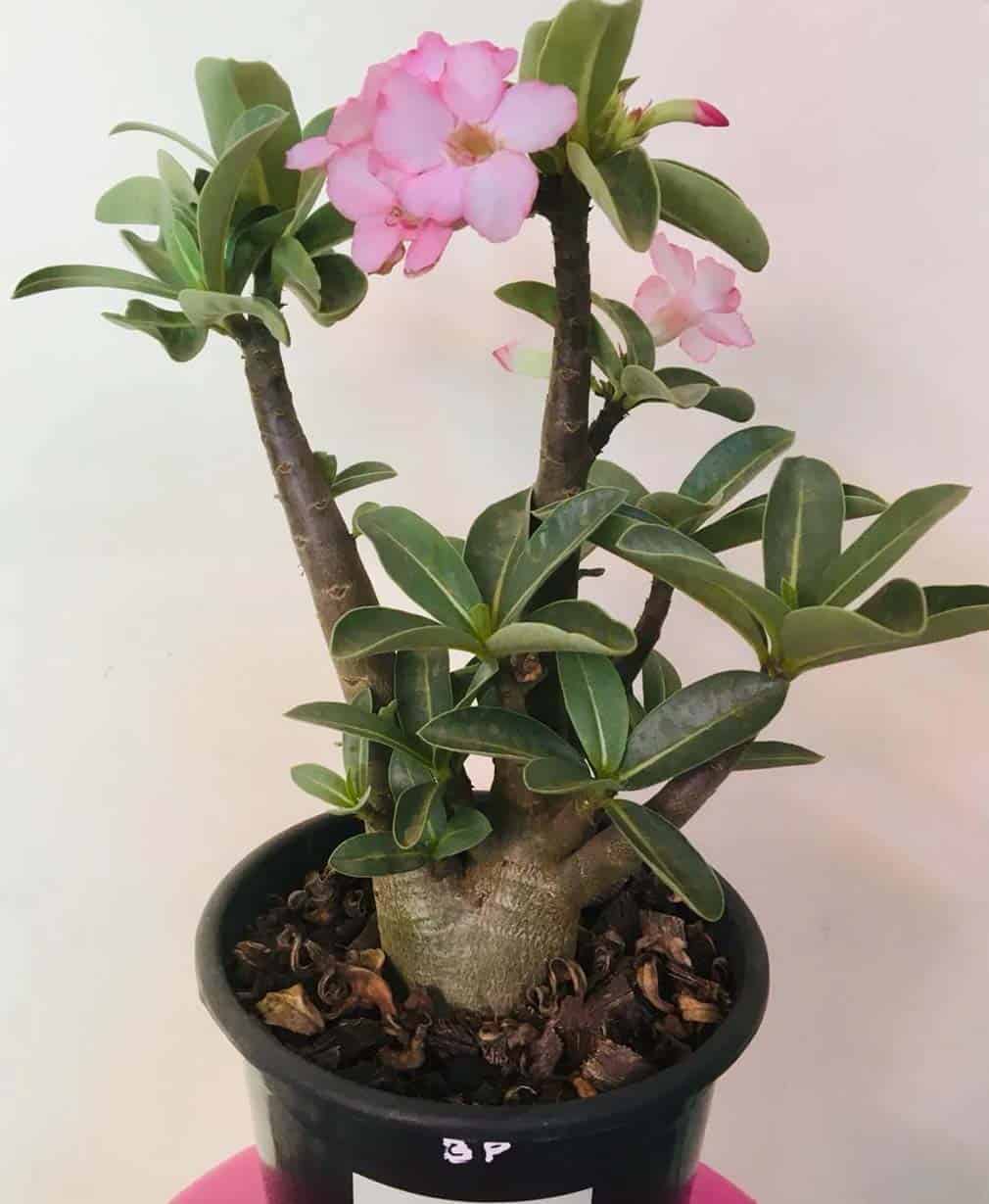 13-Adenium Pearl