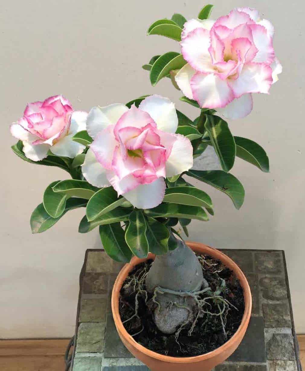 14-Adenium Chandra