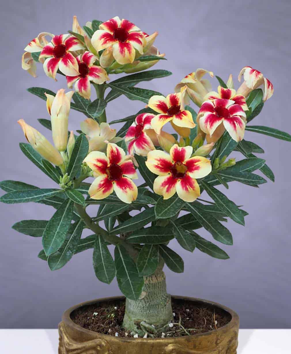 15-Adenium Star Cluster