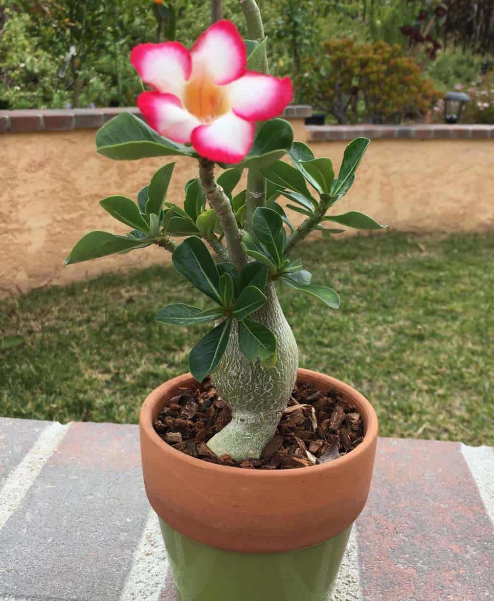 16-Adenium Red Picotee