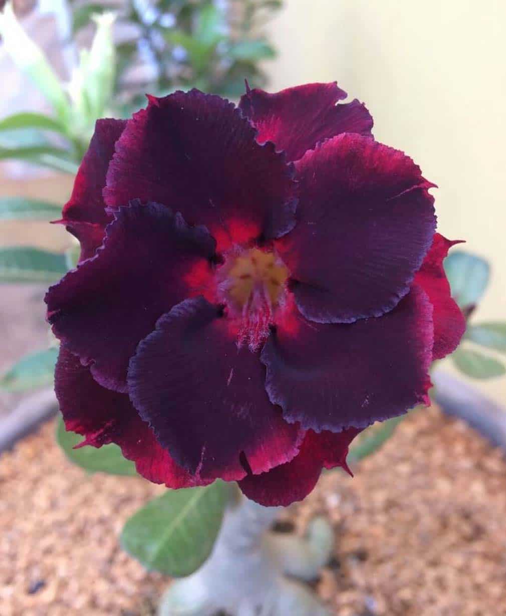17-Adenium Black Widow