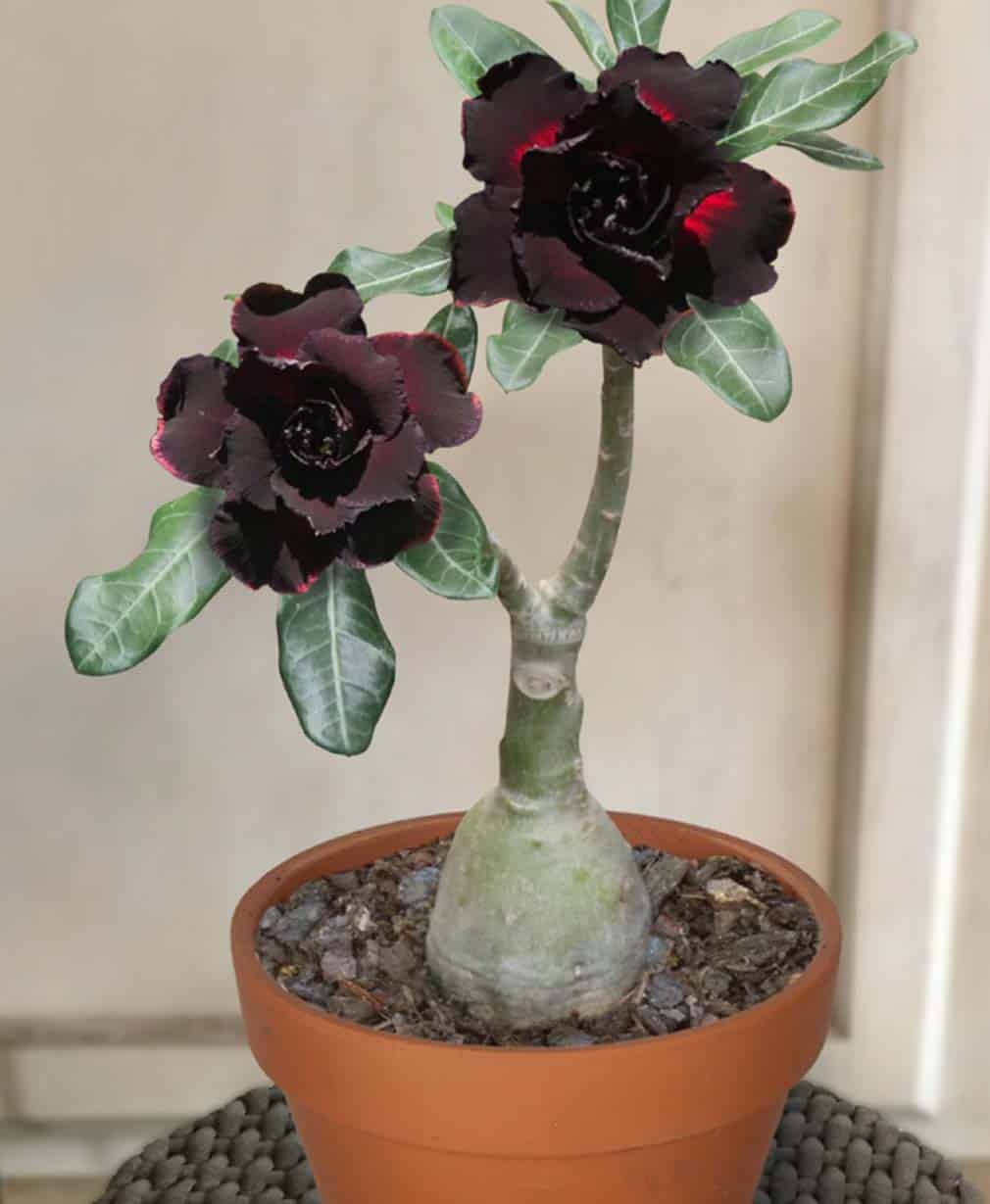 18-Adenium Good Night