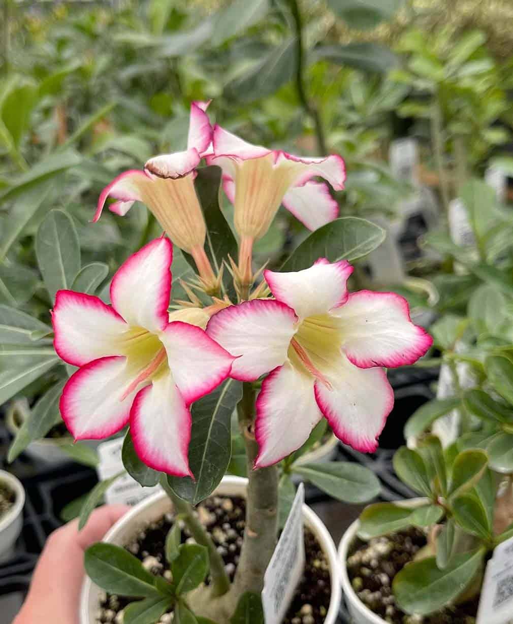 19-Adenium obesum Picotee