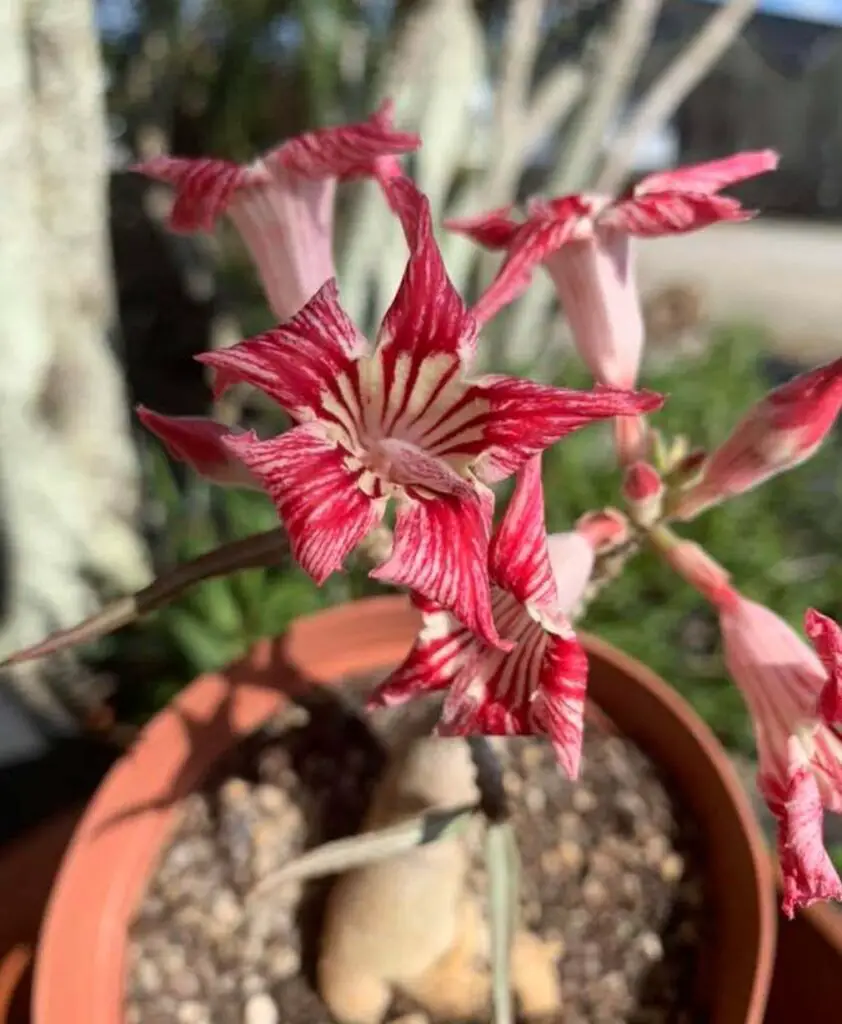 2 - Adenium Crispum