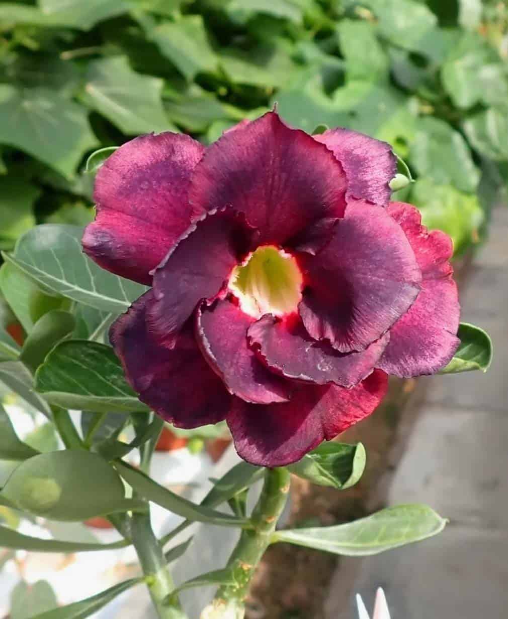 20-Adenium Black Dragon