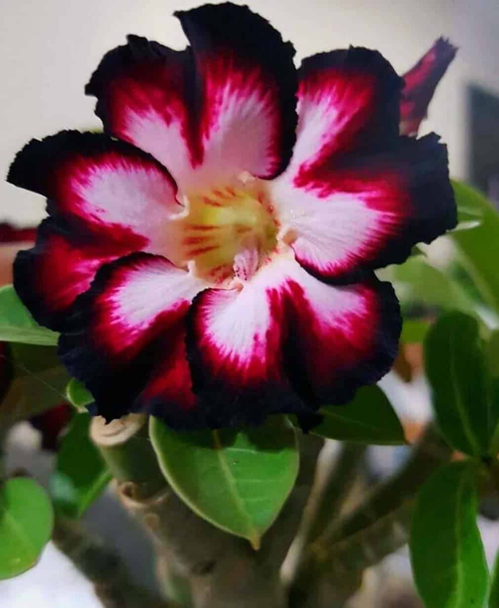 22-Adenium Black Swan