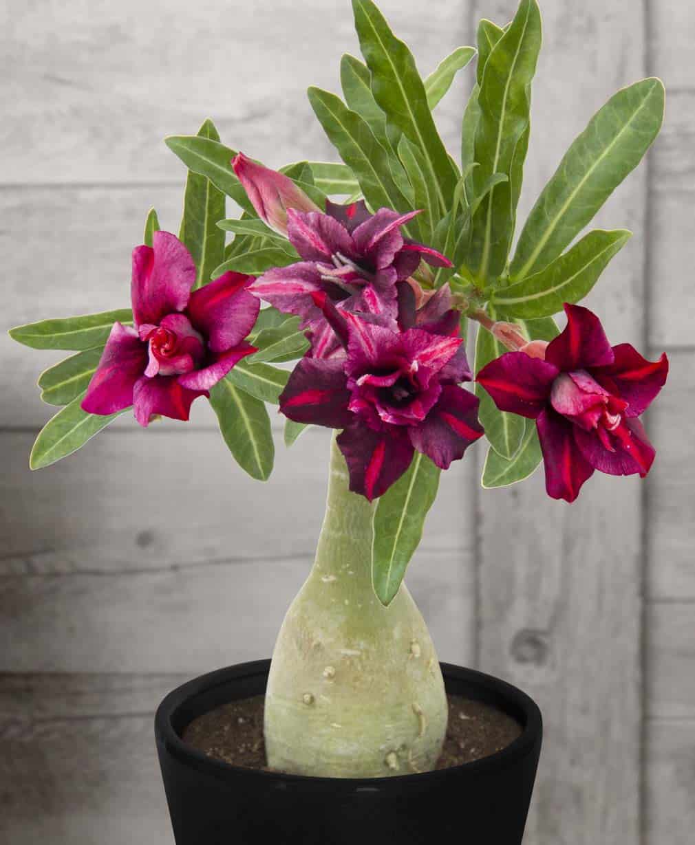 23-Adenium Purple King