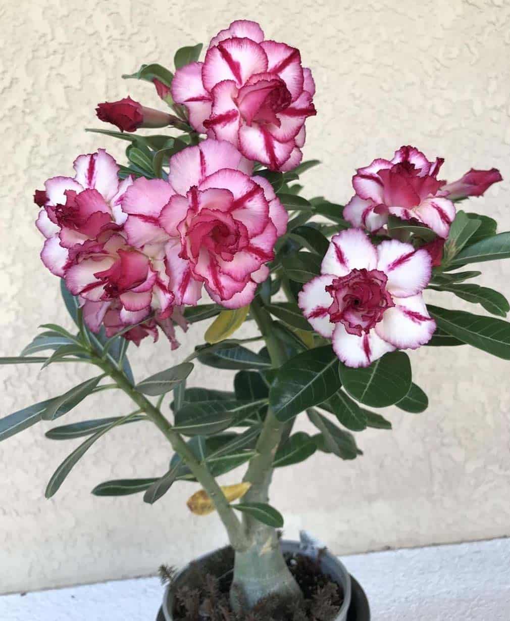 24-Adenium Double Moon