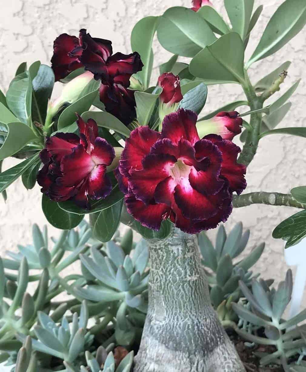 25-Adenium Black Romance