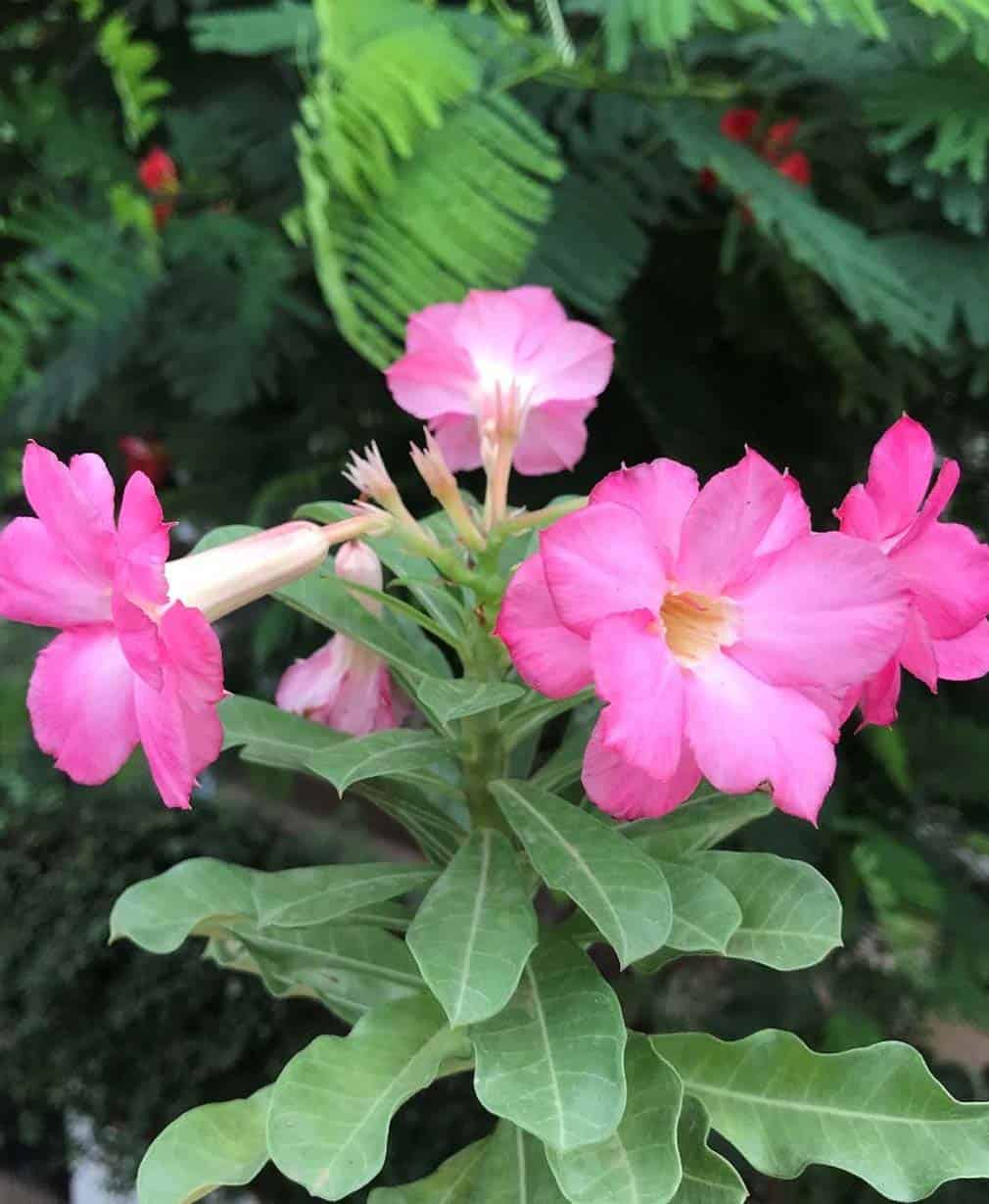 26-Adenium Pink Beauty