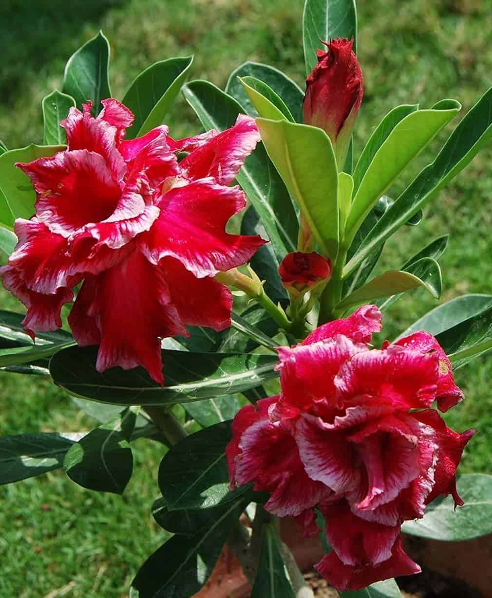 27-Adenium Santaclause