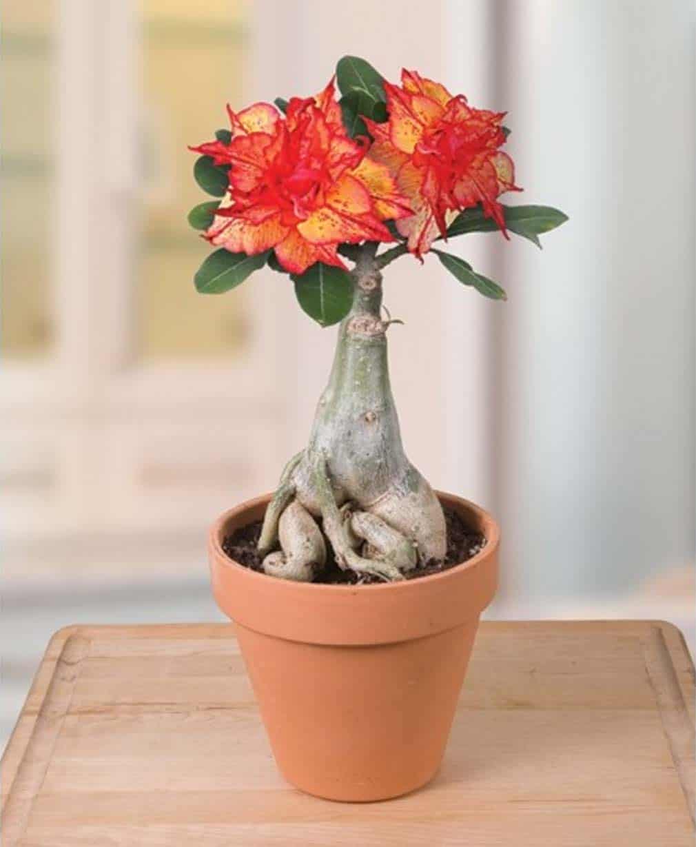 28. Adenium 'Golden Carrot'