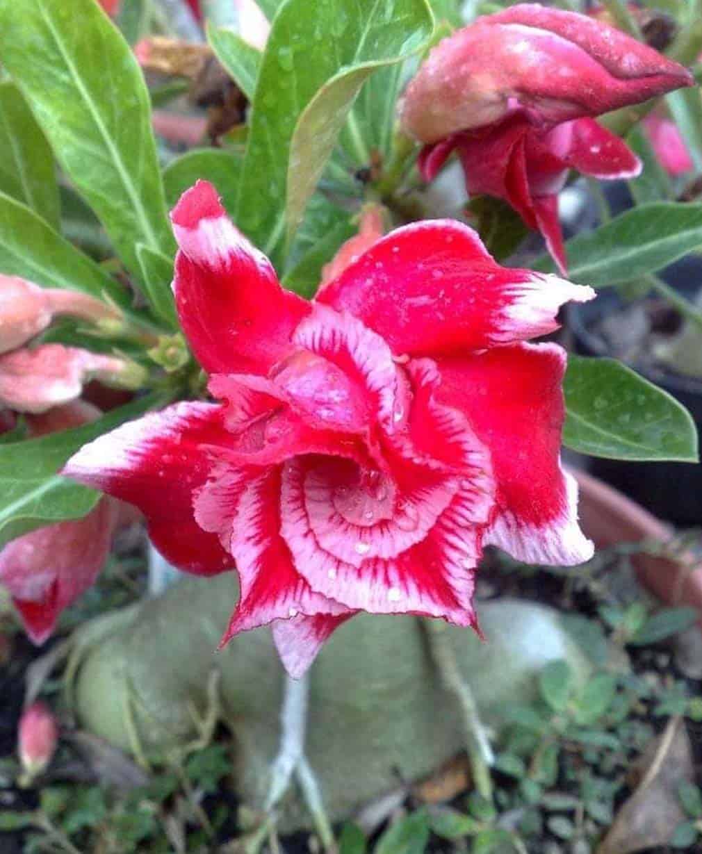 29-Adenium Triple Santaclause