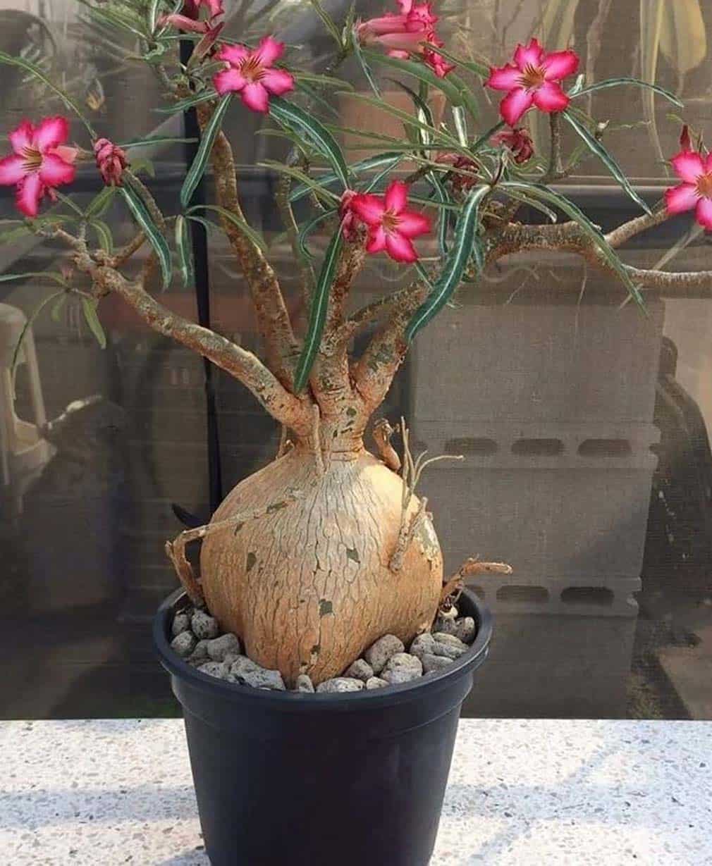 3-Adenium Somalense