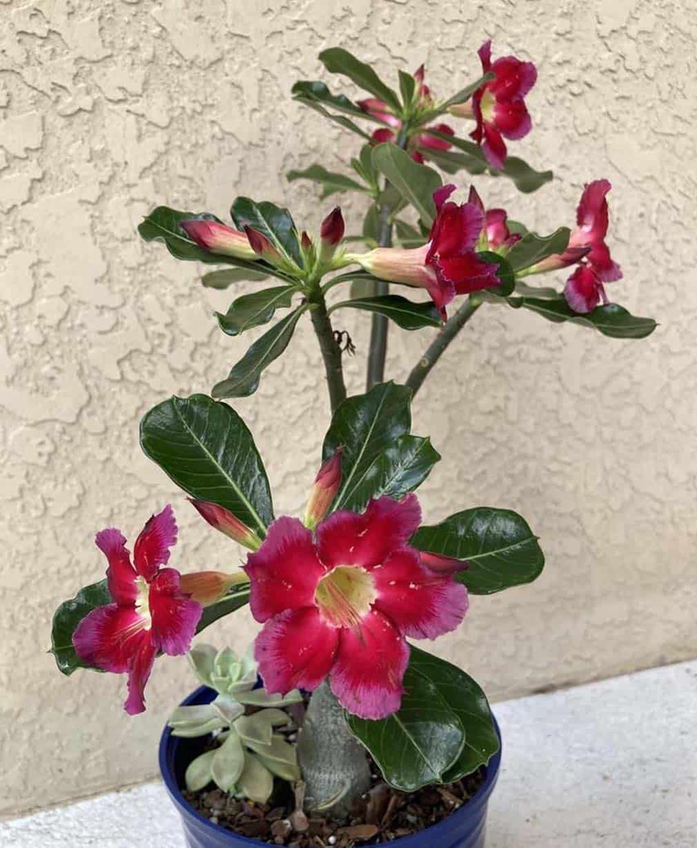 30-Adenium Anamica