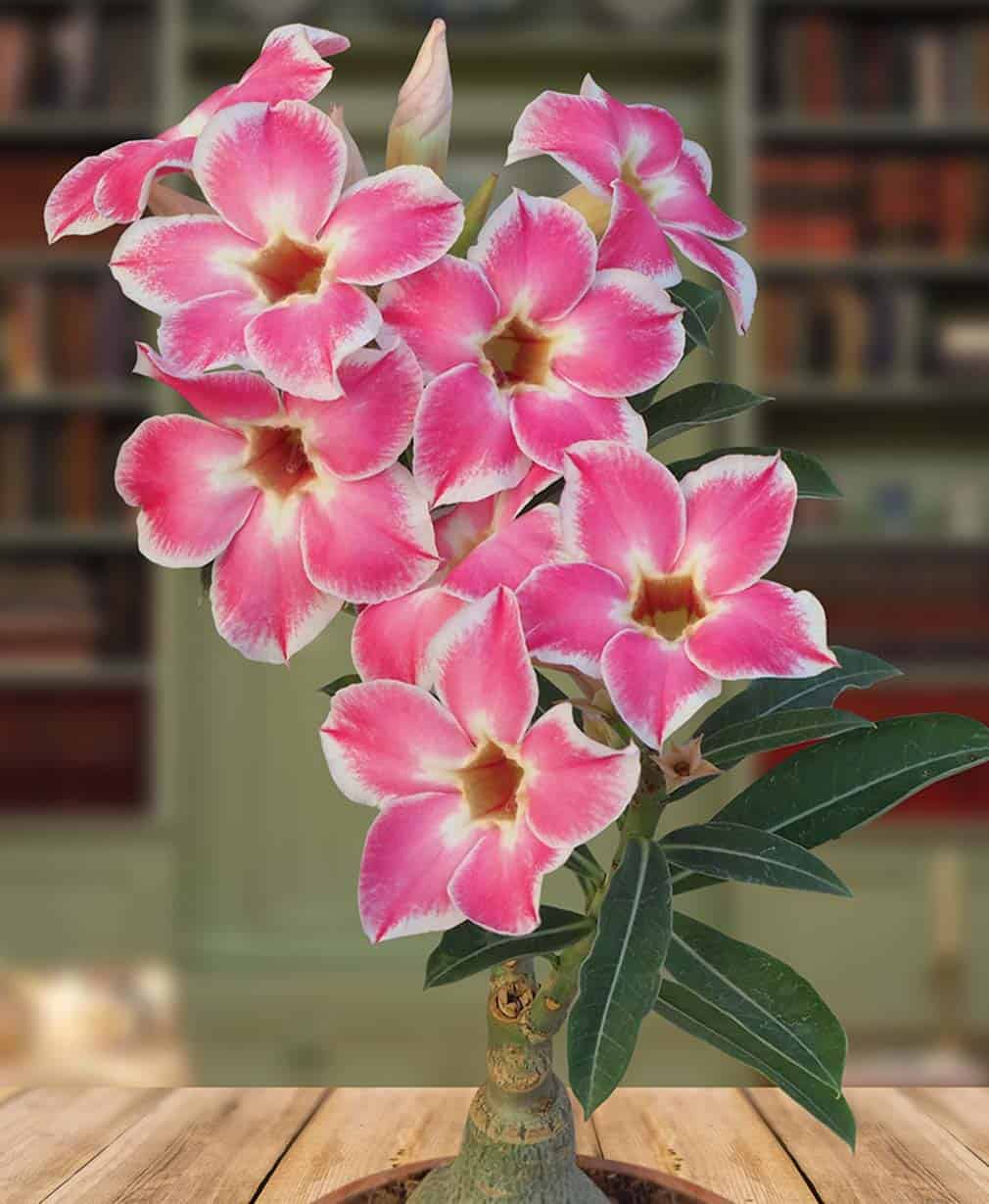 31-Adenium Joyful