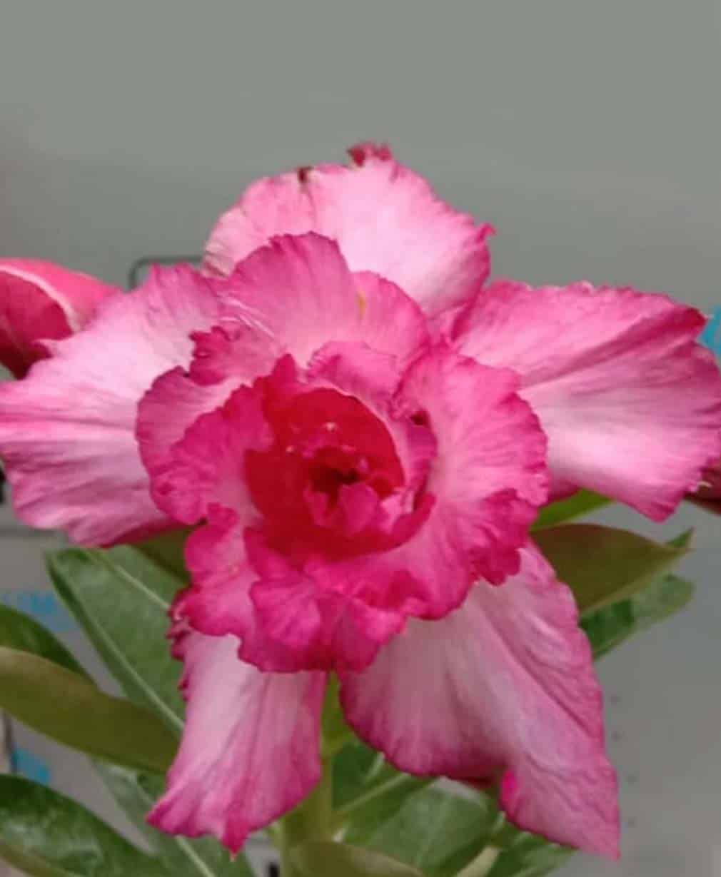 32-Adenium Pink Charm