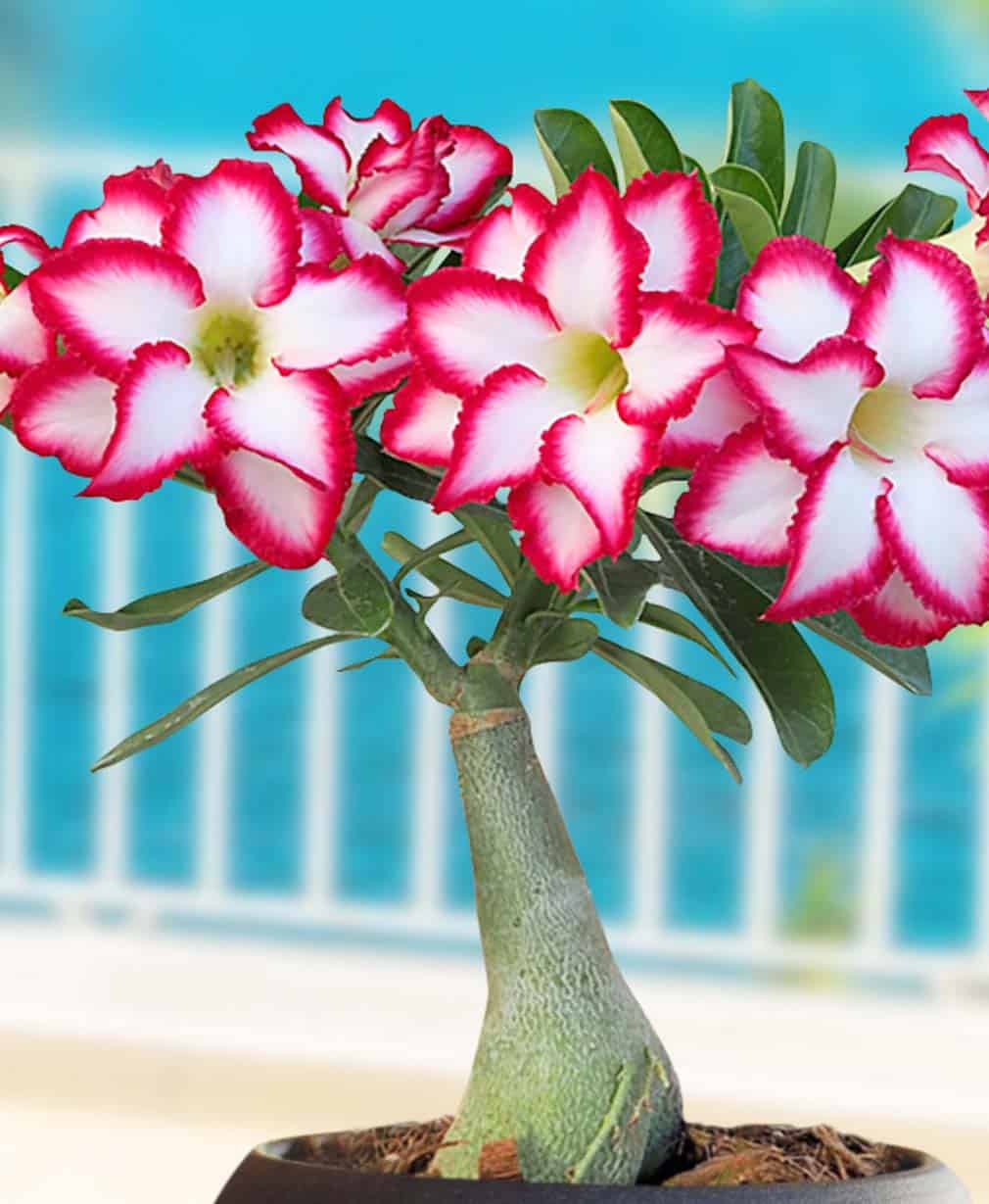 33-Adenium Double Noble