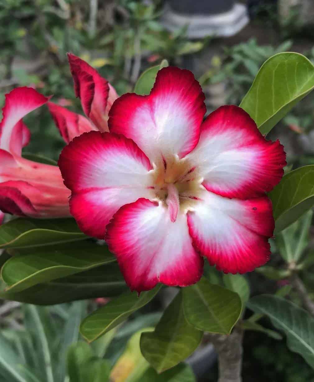 34-Adenium Desert Noble Concubine