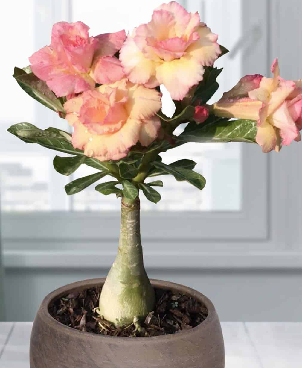 35-Adenium Golden Buddha