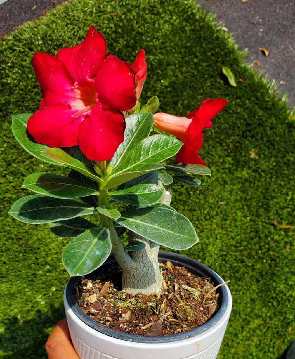36-Adenium Deep Red