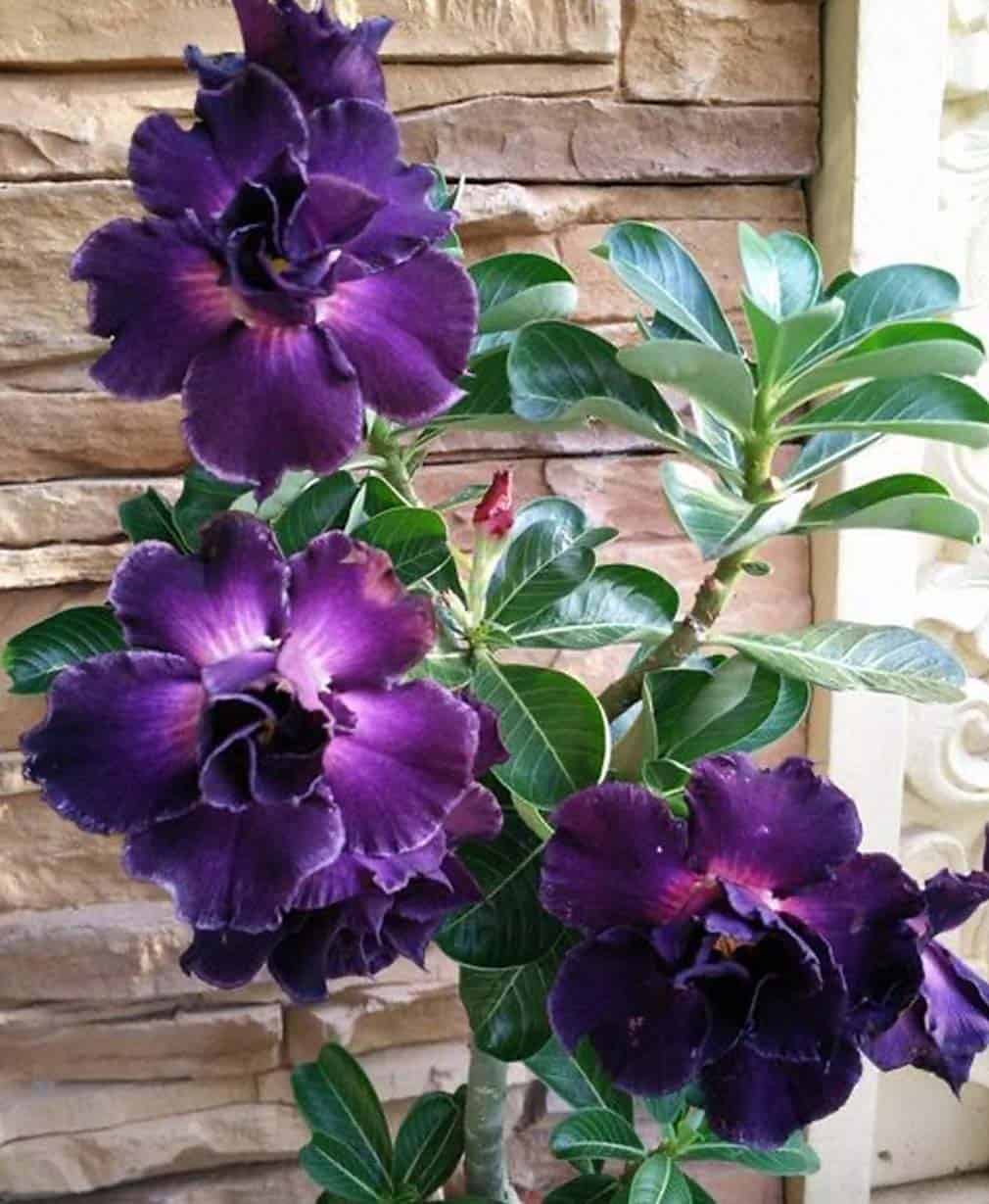 37-Adenium Double Purple Charm