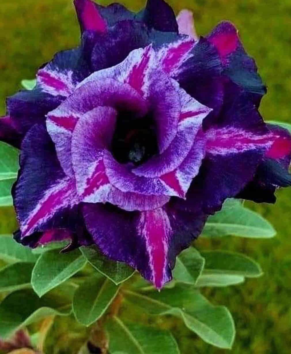 38-Adenium Triple Purple Aloha