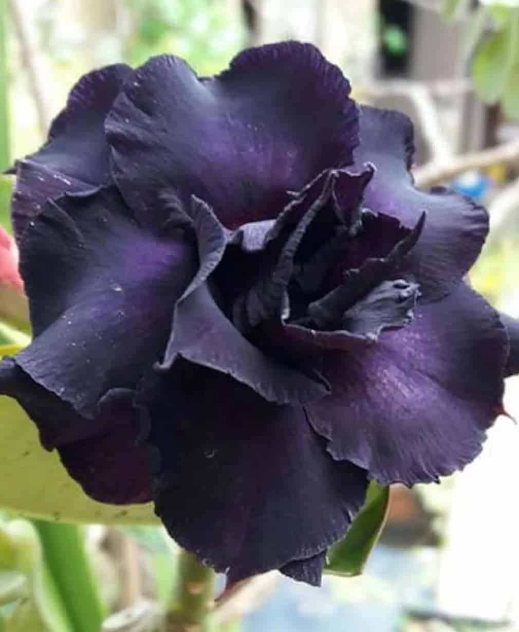 39-Adenium Double Black Star