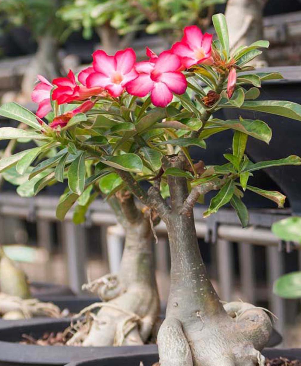 4-Adenium obesum Amalaya