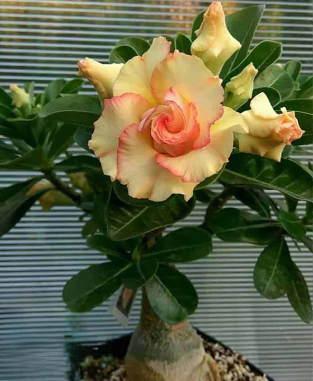 40-Adenium obesum Grace