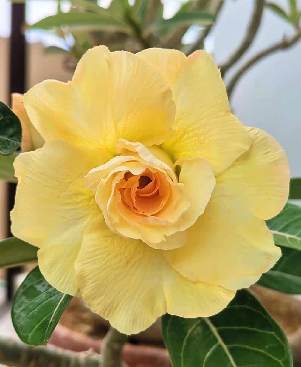 41-Adenium Rose Yellow