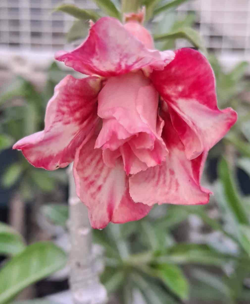42-Adenium obesum Peach