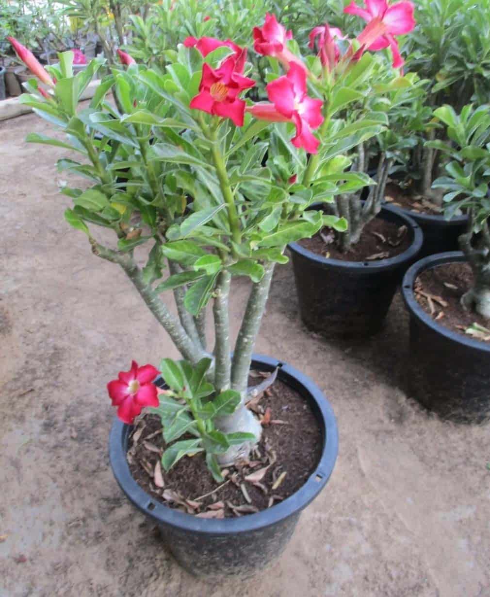 43-Adenium Arabicum
